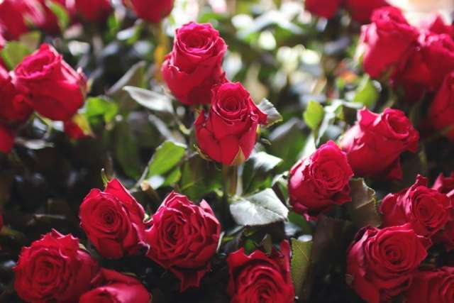 red-love-romantic-flowers.jpg